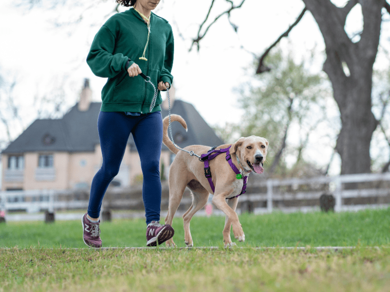Are There Fitness Benefits To Owning a Dog? - Hobbster